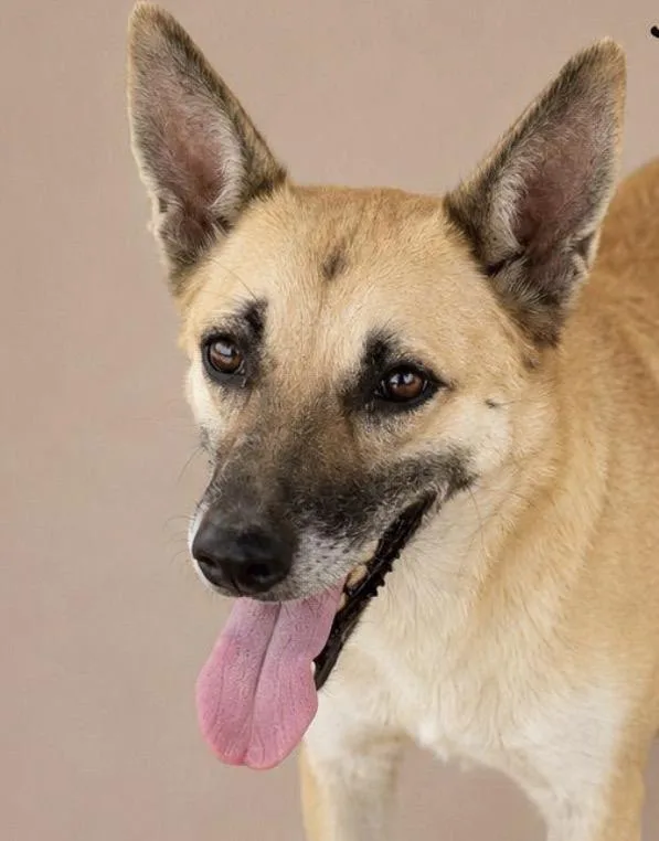 A young medium-sized female Yellow / Tan / Blond / Fawn Labrador Retriever dog named Rosy Joy for adoption in New York, NY