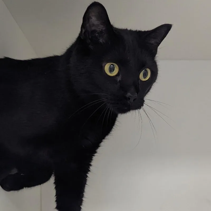 An adult small-sized female Domestic Short Hair cat named Lanie for adoption in Jeffersonville, IN