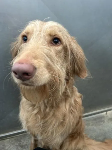 A young large-sized male Labradoodle dog named Boh for adoption in Osage Beach, MO