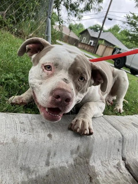 An adult large-sized male Mixed Breed dog named Raptor for adoption in Dallas, TX
