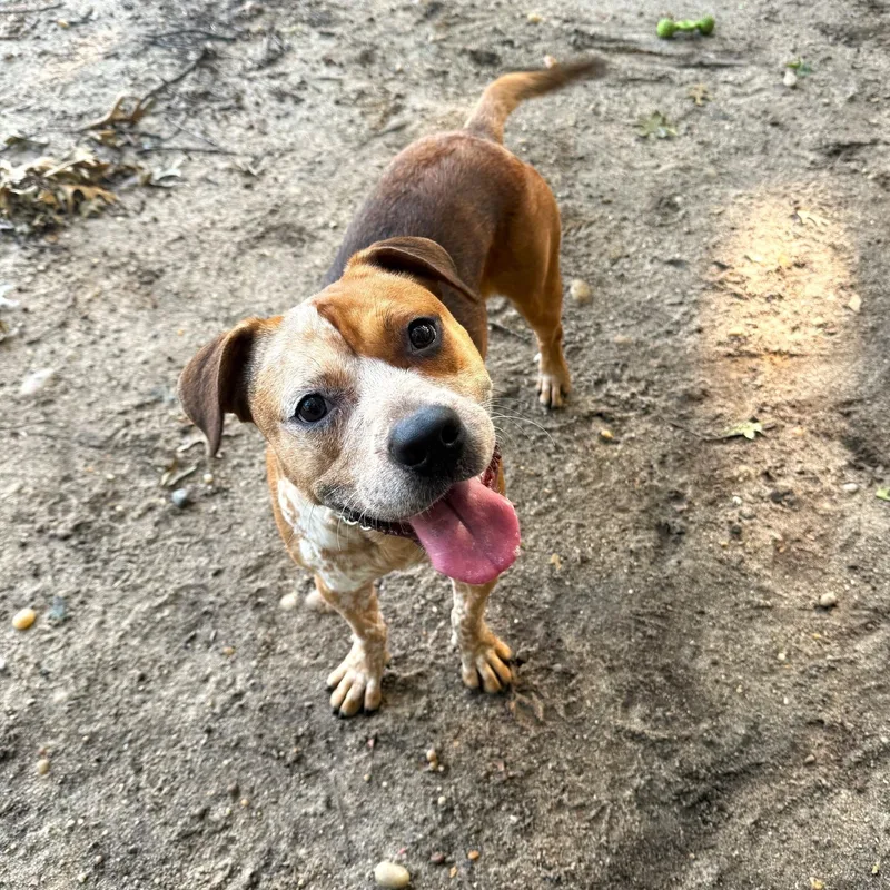 An adult medium-sized male Cattle Dog dog named Freckles for adoption in Brookhaven, NY
