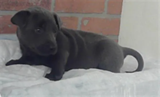 A baby small-sized male Labrador Retriever dog named Luke for adoption in Houston, TX