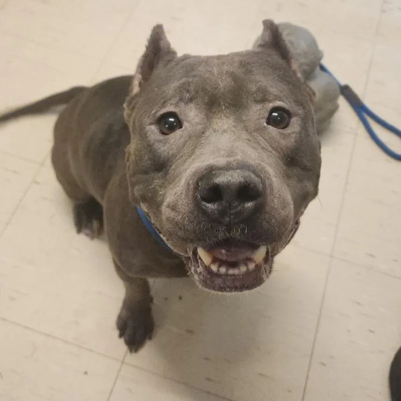 An adult medium-sized female Gray / Blue / Silver Pit Bull Terrier dog named Petunia for adoption in Denison, TX