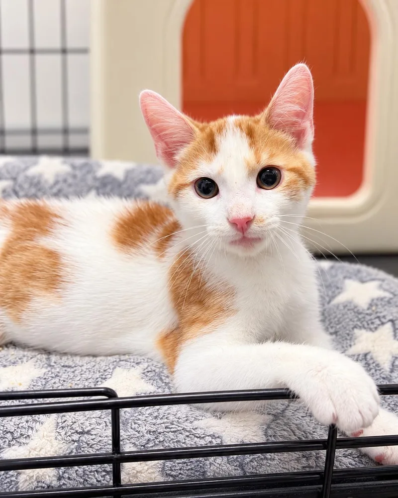 A baby medium-sized male Orange & White American Shorthair cat named September for adoption in Philadelphia, PA