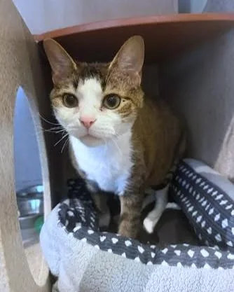 An adult large-sized male Domestic Short Hair cat named Fritz for adoption in Washington, DC