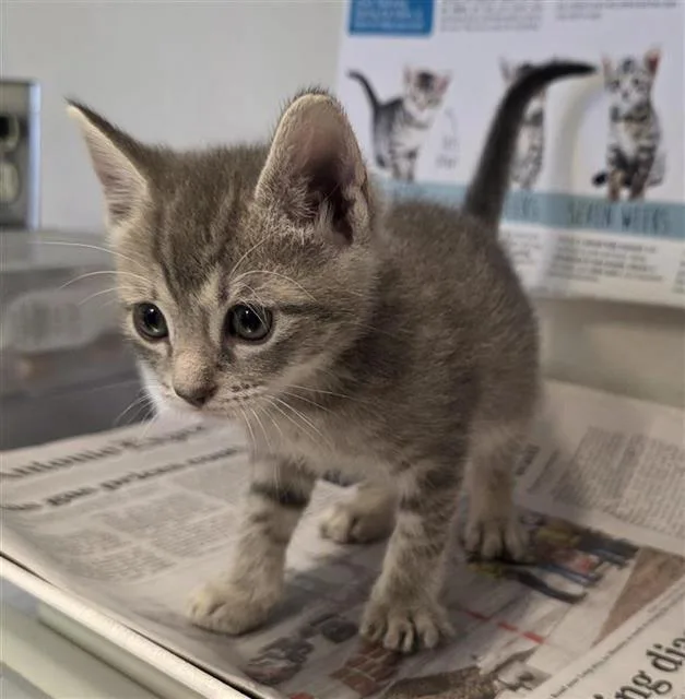 A baby small-sized male Domestic Short Hair cat named Moo Too for adoption in San Antonio, TX