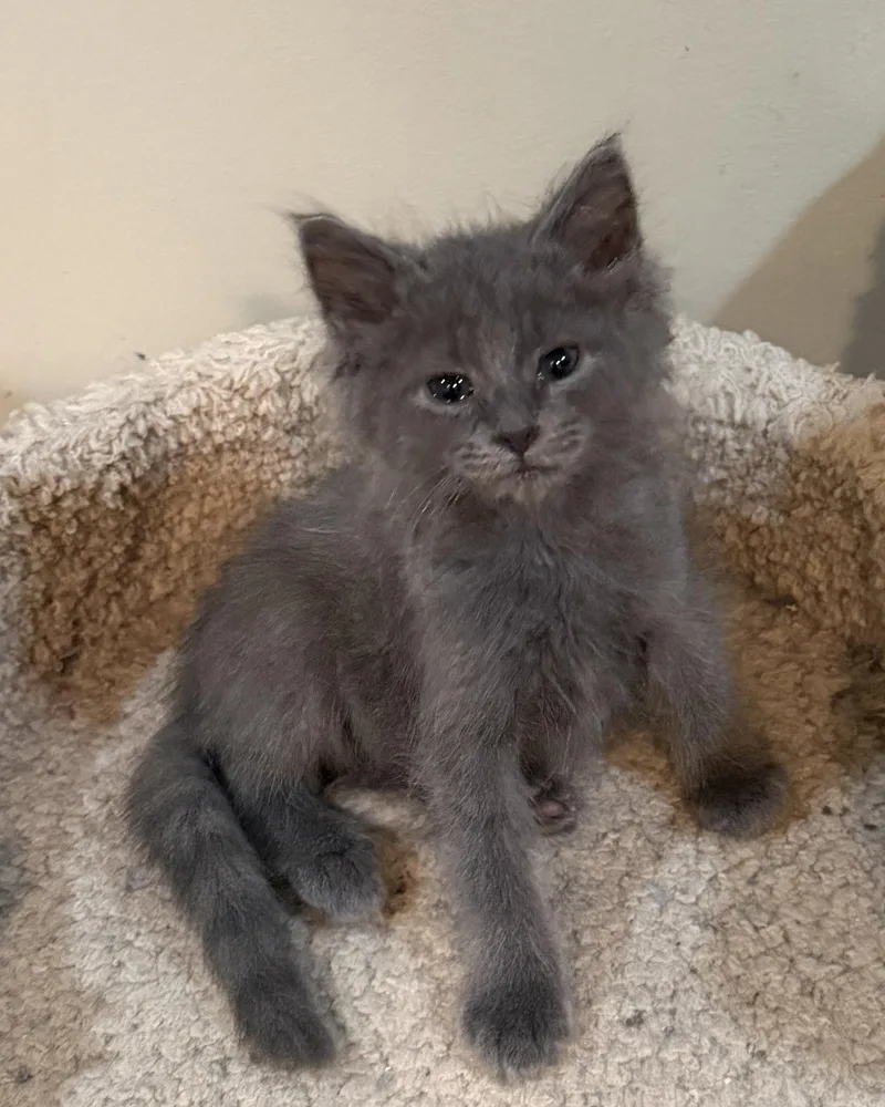 A baby small-sized male Gray / Blue / Silver Domestic Long Hair cat named Dustin for adoption in East Hanover, NJ