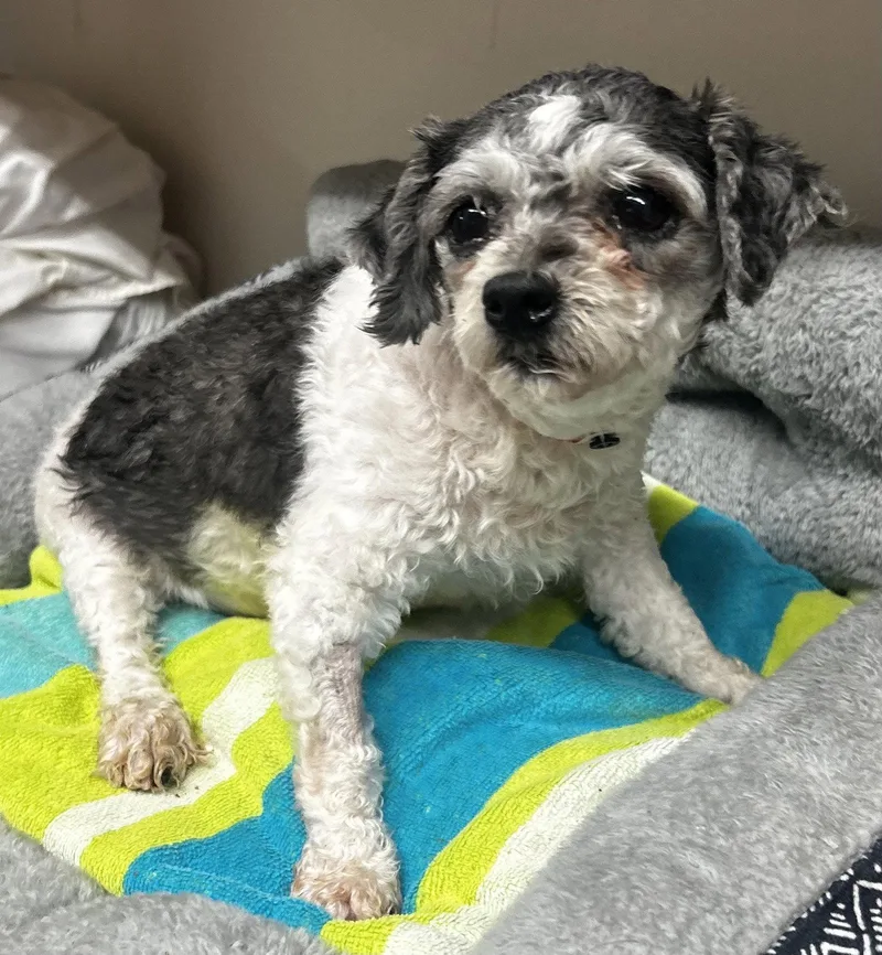 An adult small-sized female Maltese dog named Mira Mar for adoption in Pacolet, SC