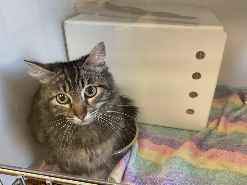 A young large-sized female Domestic Medium Hair cat named Bramble for adoption in Ontario, CA