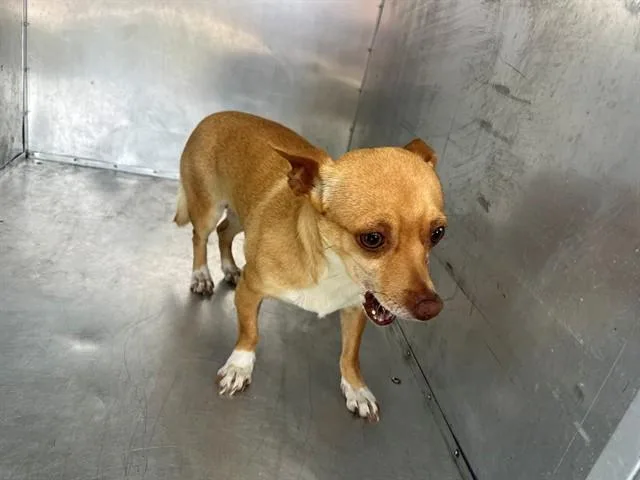 An adult small-sized female Chihuahua dog named Meg for adoption in Garland, TX