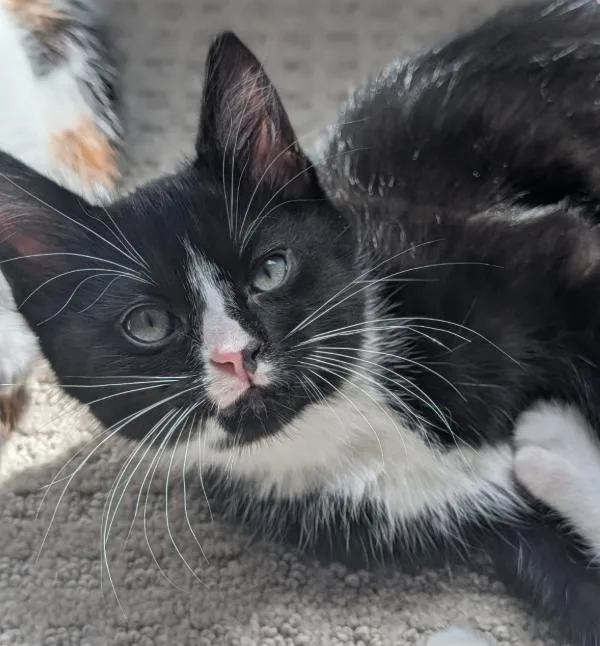 A baby small-sized male Domestic Short Hair cat named Aspen for adoption in Vancouver, WA