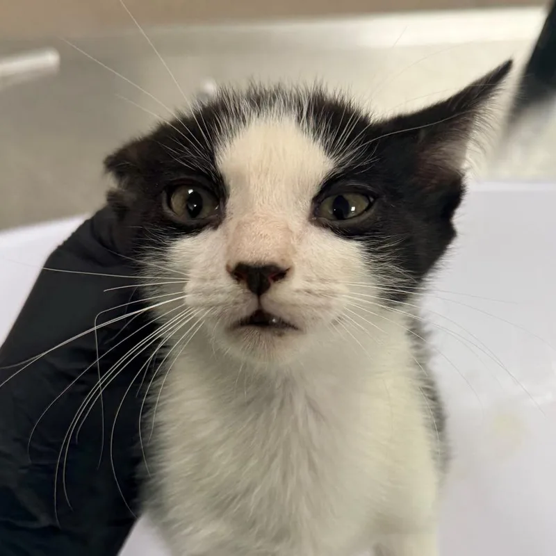A baby small-sized male White Domestic Short Hair cat named Basil for adoption in Las Cruces, NM
