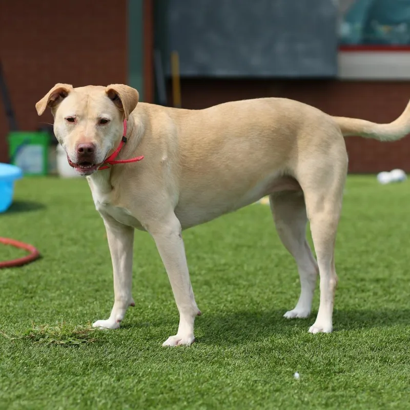 Nala thumbnail 2