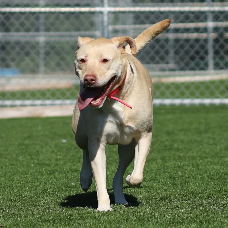 Nala thumbnail 6