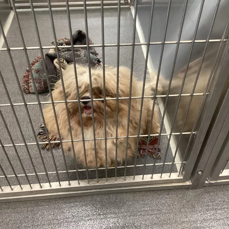 An adult small-sized male White / Cream Shih Tzu dog named Cocoa Puff for adoption in Montgomery, AL
