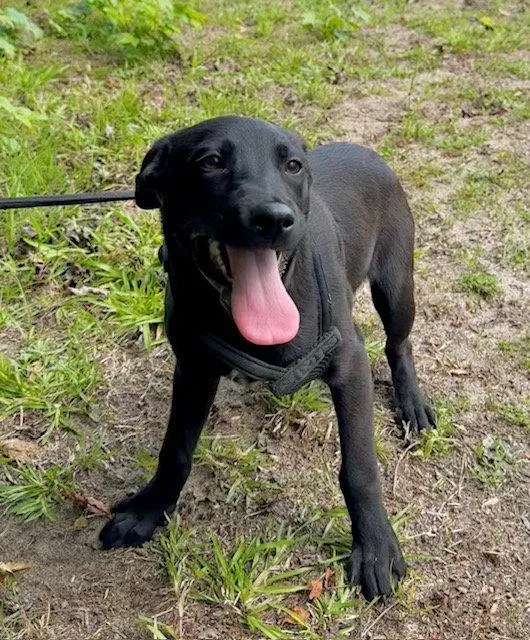 A young large-sized female Labrador Retriever dog named Claire for adoption in Tarrytown, GA