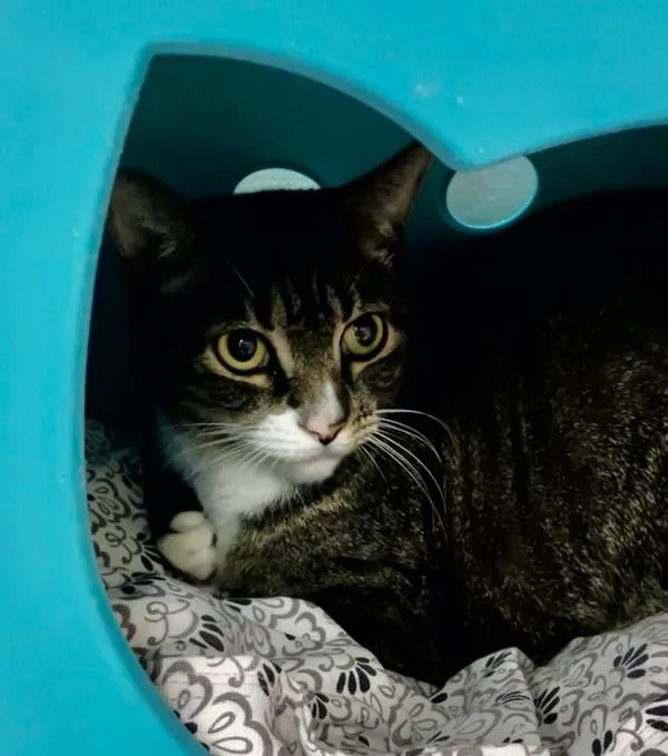 An adult large-sized female Domestic Short Hair cat named Shania for adoption in Stratham, NH
