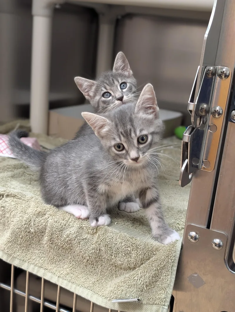 A baby medium-sized male Tabby (Gray / Blue / Silver) Domestic Short Hair cat named River for adoption in St. Augustine, FL