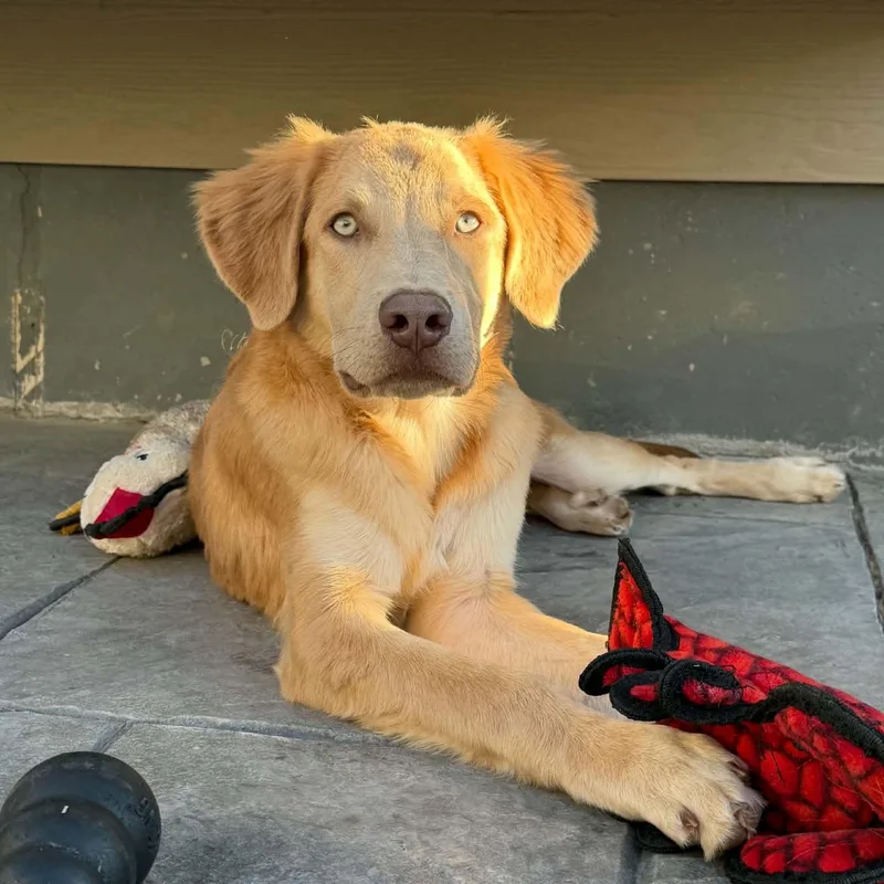A baby medium-sized male Golden Retriever dog named Beefy for adoption in Mead, CO