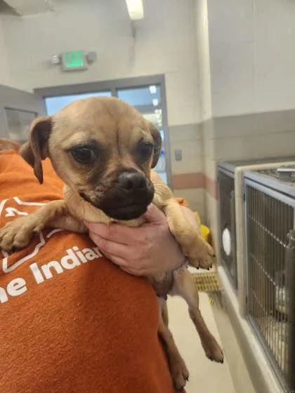 An adult large-sized female Mixed Breed dog named Peach for adoption in Munster, IN