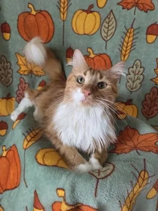 Pumpkin
