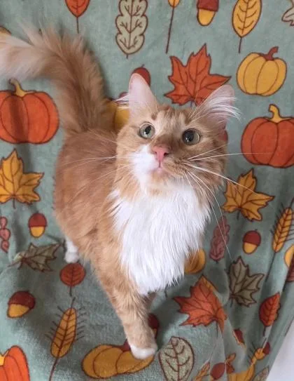 Pumpkin thumbnail 2