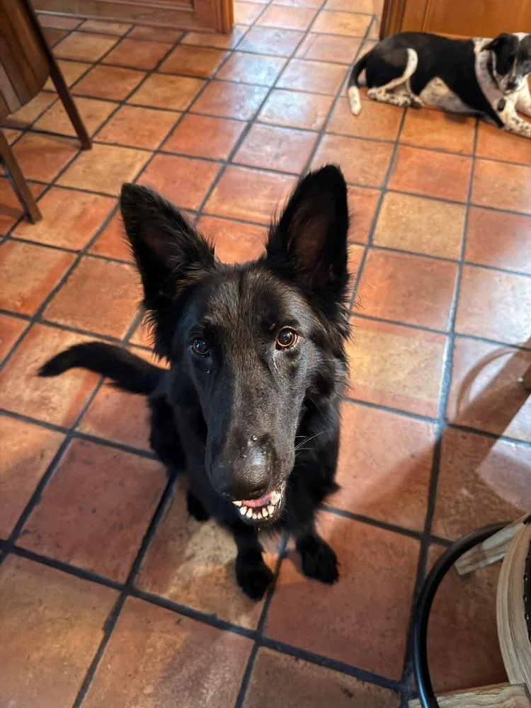 A young medium-sized female Black German Shepherd Dog dog named Nala for adoption in Sealy, TX