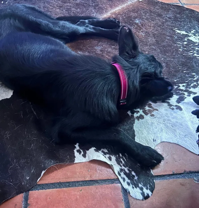 Nala thumbnail 2
