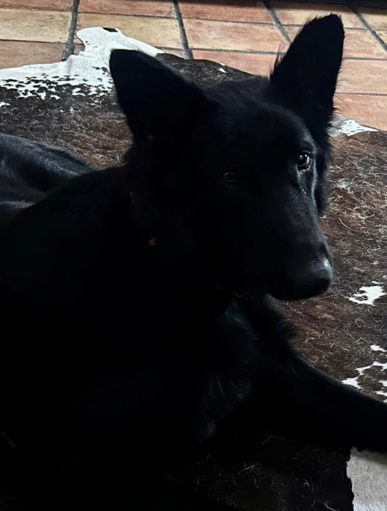 Nala thumbnail 3