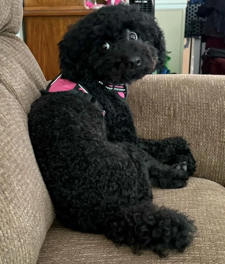A young small-sized female Miniature Poodle dog named Junie for adoption in Coatesville, PA