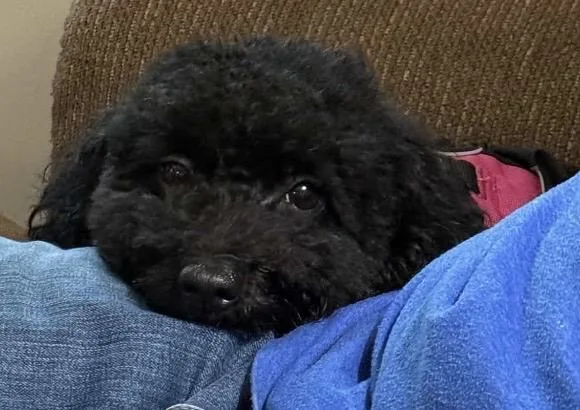 Junie thumbnail 2