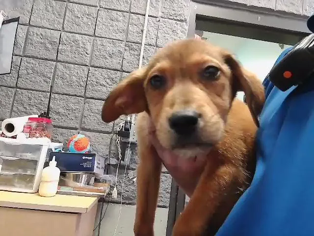 A baby small-sized female German Shepherd Dog dog named Old Spice for adoption in Tulsa, OK