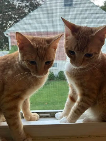 A young medium-sized male Orange / Red Domestic Short Hair cat named Thursday for adoption in Reading, PA