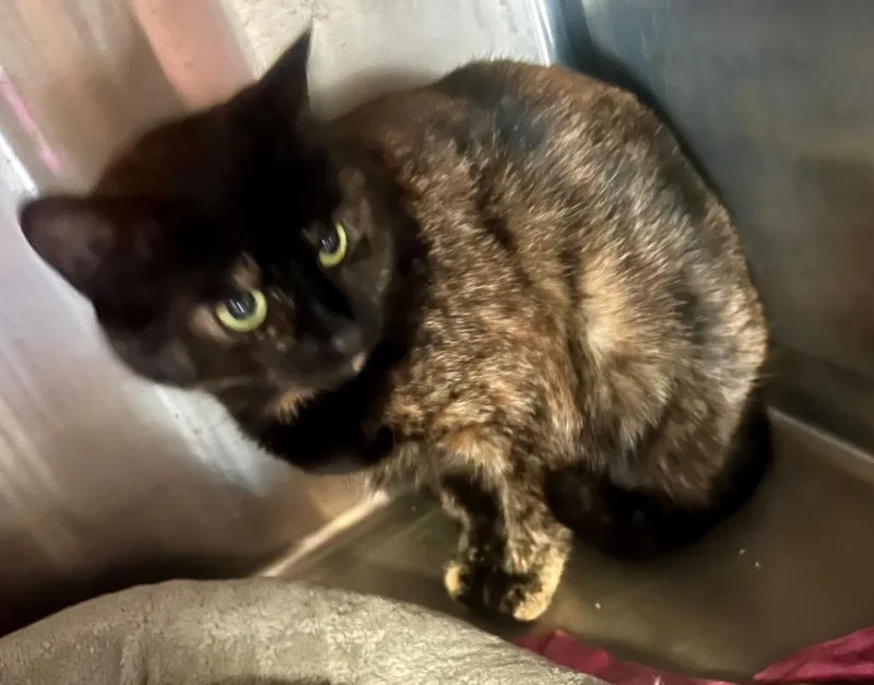 An adult medium-sized female Domestic Short Hair cat named Shirley Tortie for adoption in Windsor, CT