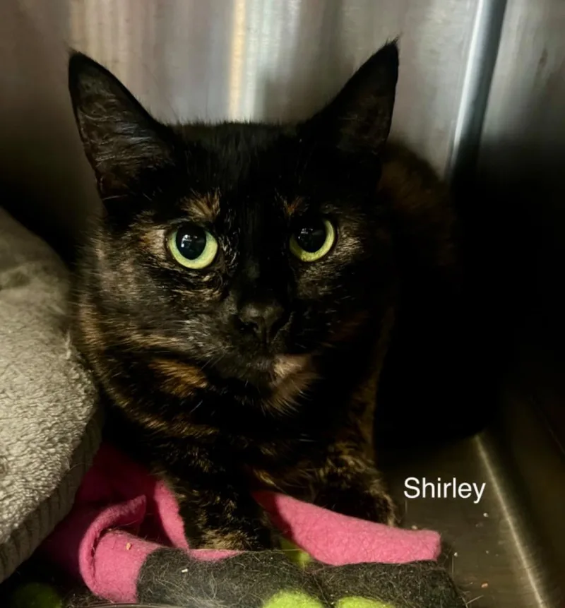 Shirley Tortie thumbnail 2