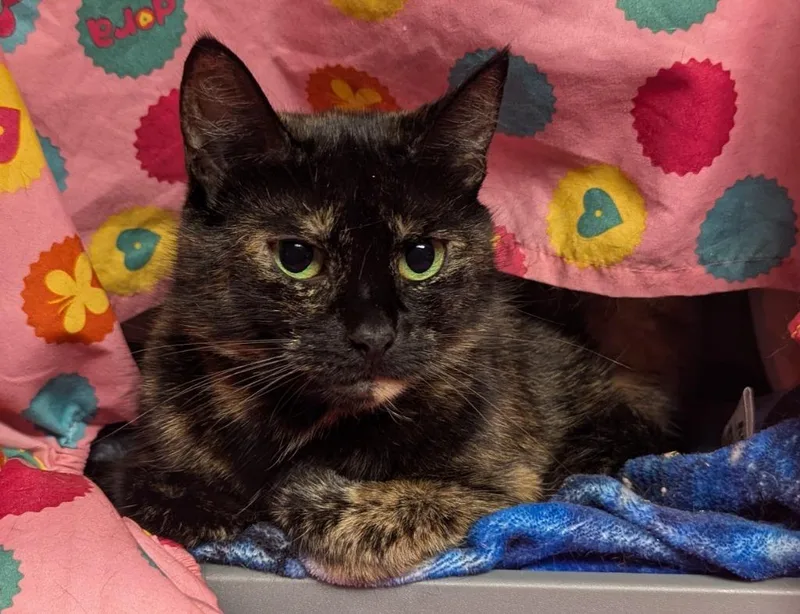 Shirley Tortie thumbnail 3