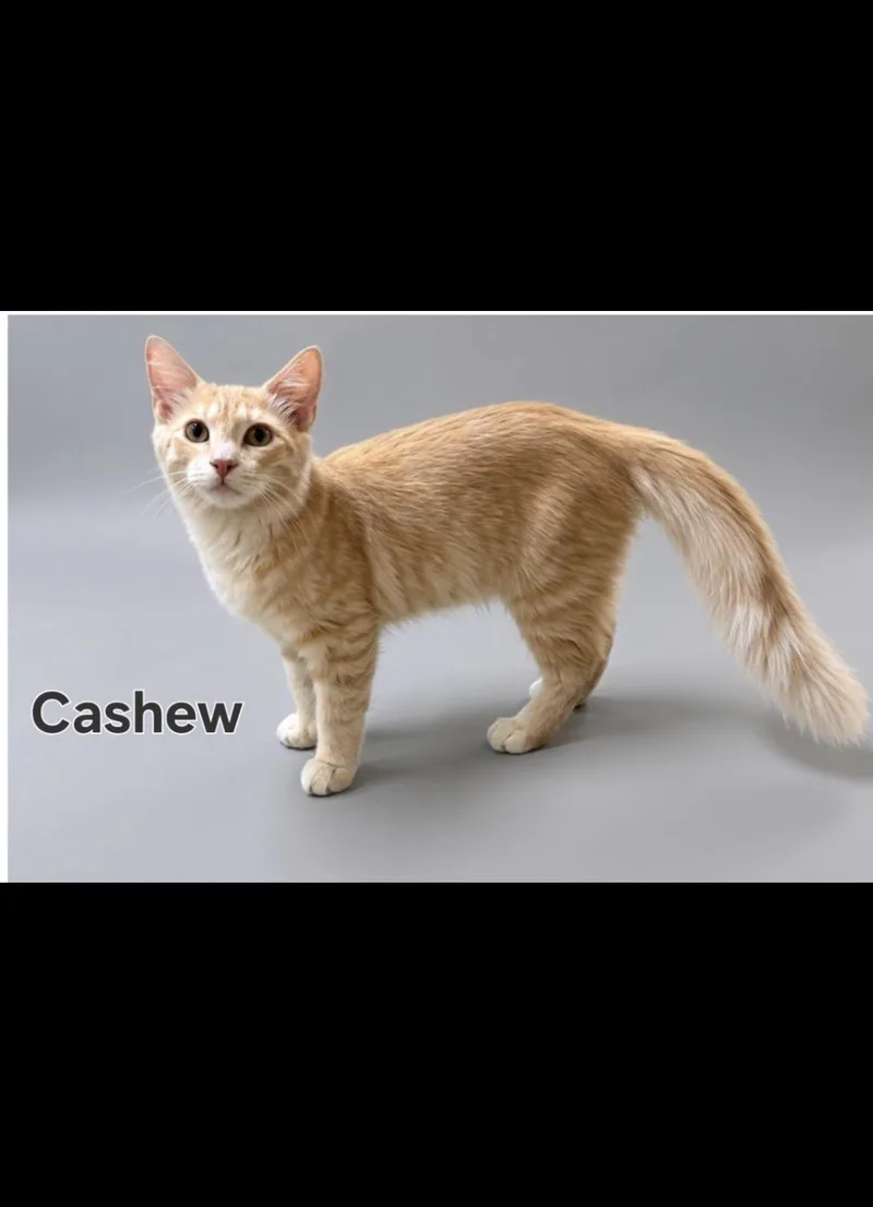 A young medium-sized male Domestic Short Hair cat named Cashew for adoption in South Pasadena, CA