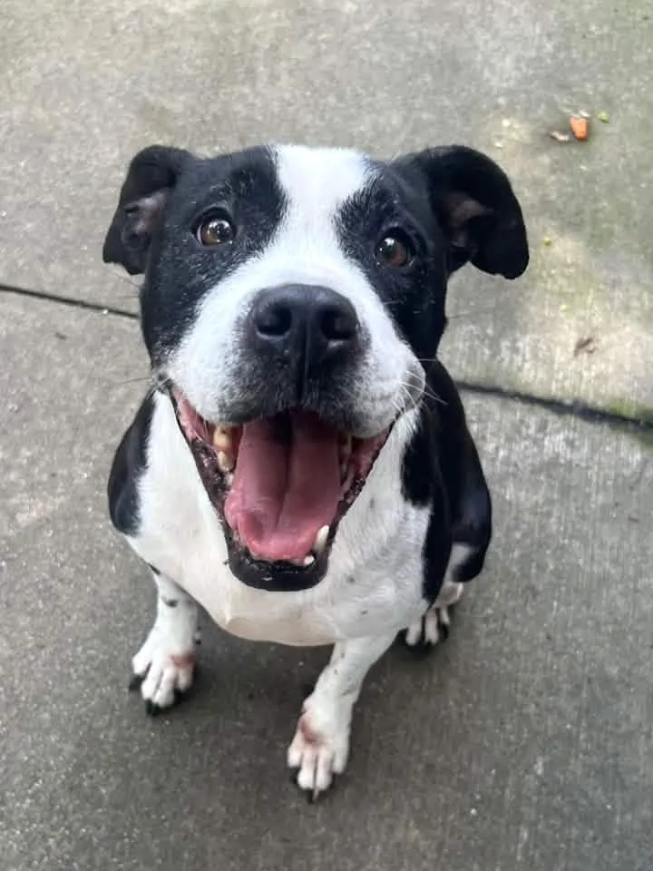 An adult medium-sized female Black Pit Bull Terrier dog named Esther for adoption in Chicago, IL