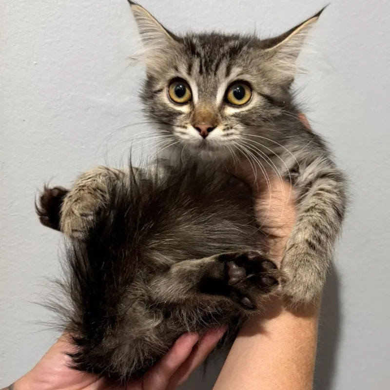 A baby small-sized female Brown / Chocolate Domestic Long Hair cat named Anastasia for adoption in Simi Valley, CA