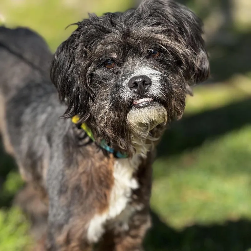 An adult small-sized male Shih Tzu dog named Marshall for adoption in Monticello, IA