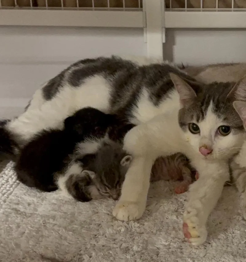 An adult medium-sized female Domestic Short Hair cat named Moon for adoption in Brookings, OR