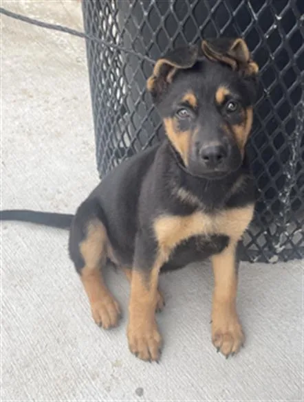 A baby large-sized female Mixed Breed dog named Lika for adoption in Dallas, TX