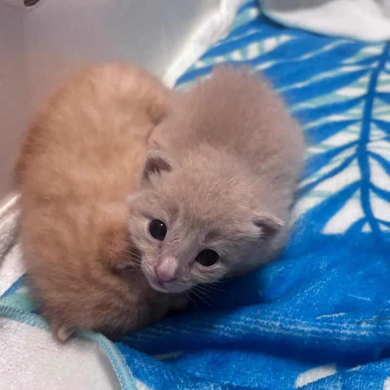 A baby small-sized male Buff / Tan / Fawn Domestic Short Hair cat named Dorito for adoption in Springtown, TX