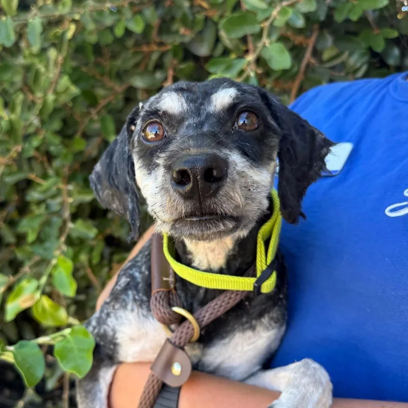 An adult small-sized male Terrier dog named Bosley for adoption in Santa Barbara, CA
