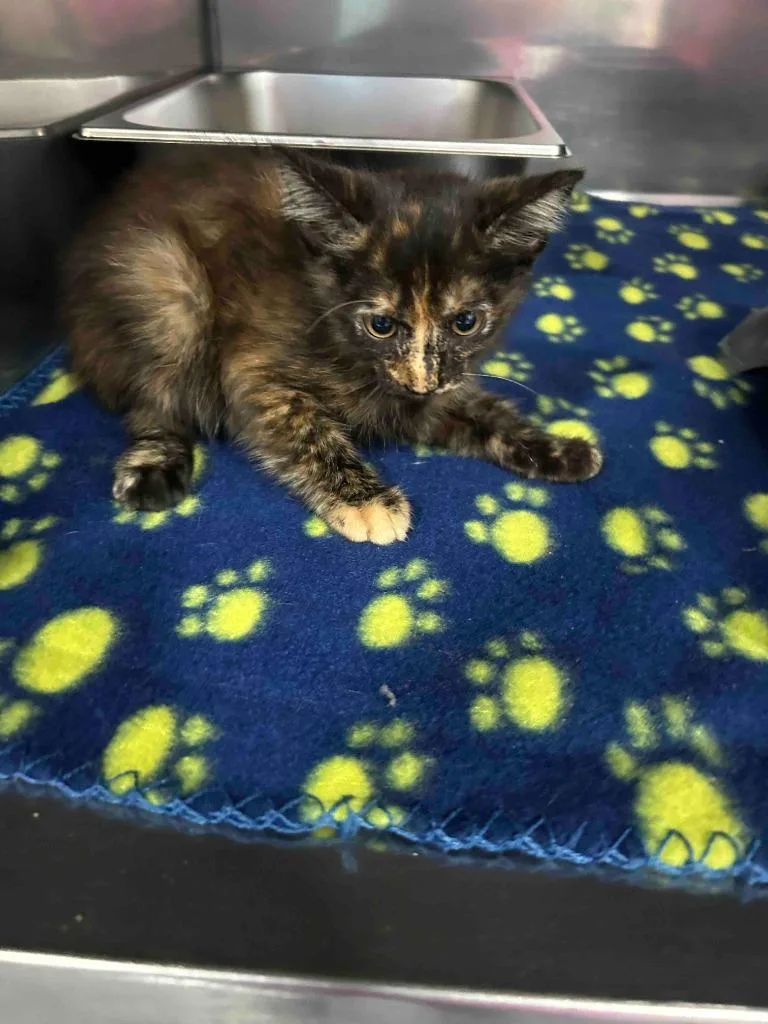 A baby small-sized female American Shorthair cat named Maggie for adoption in Glen Rose, TX
