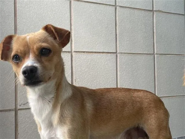 A young small-sized female Chihuahua dog named Polly for adoption in Corpus Christi, TX