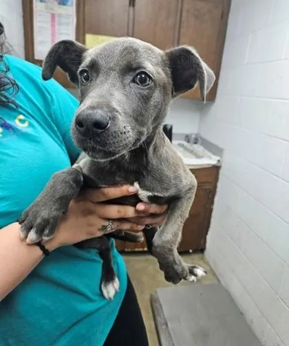 Trey Stunning Weimaraner Mix
