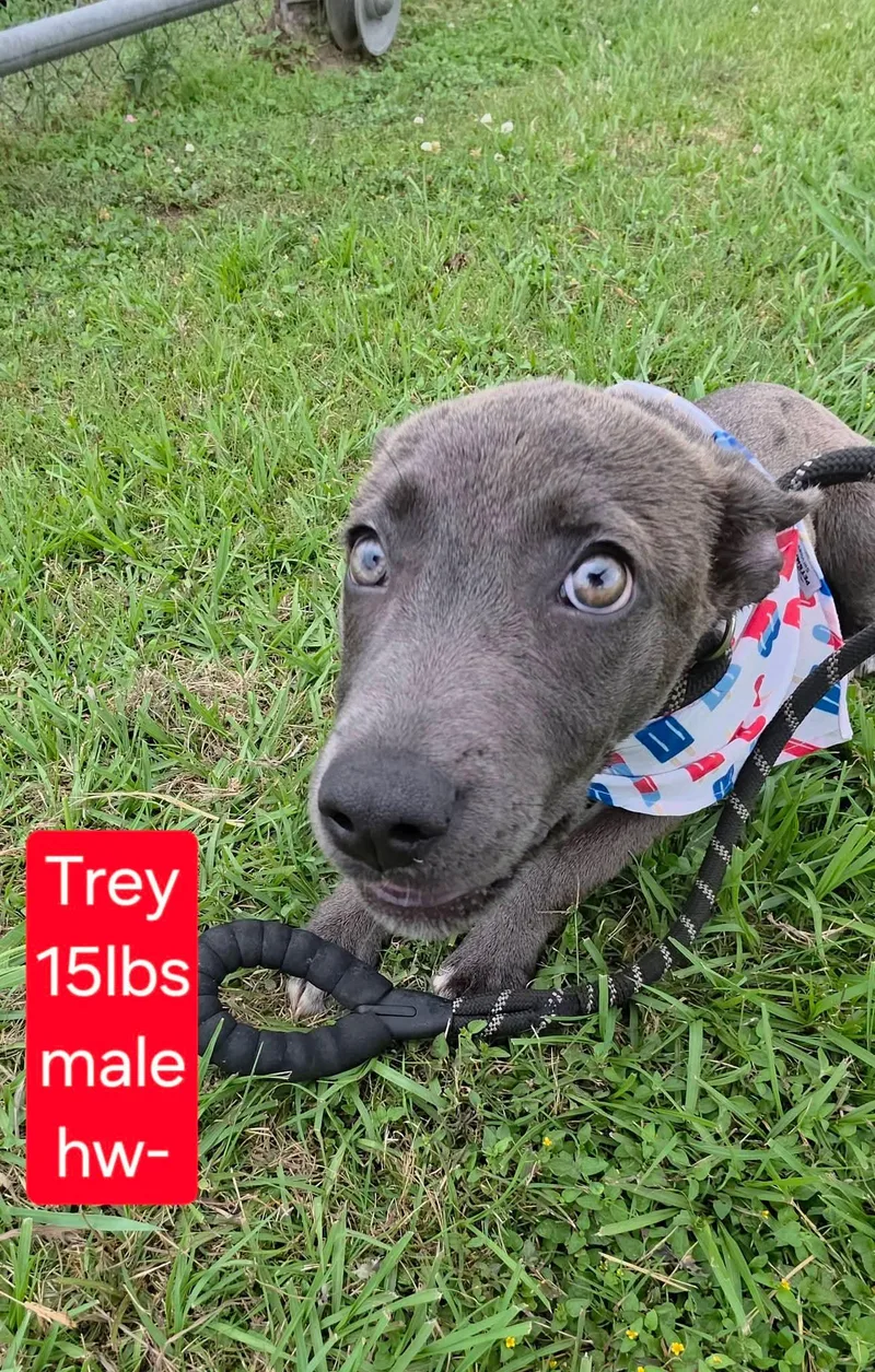 Trey Stunning Weimaraner Mix thumbnail 2