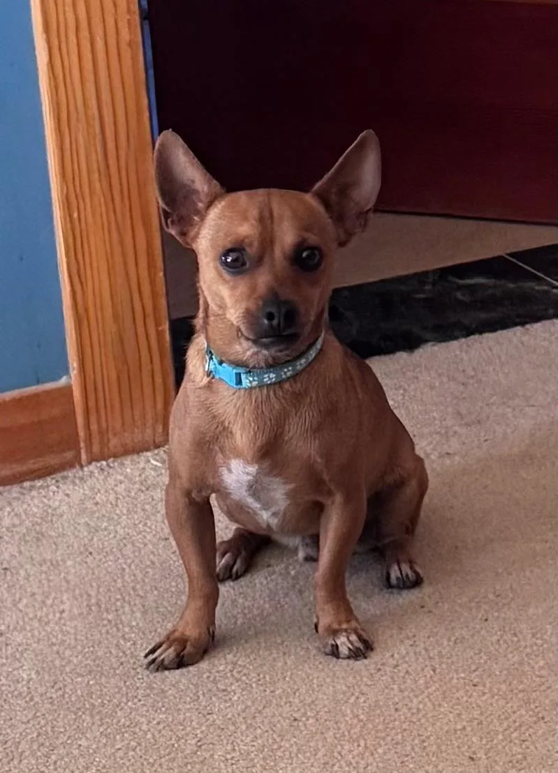 A young small-sized male Chihuahua dog named Pedro for adoption in Coarsegold, CA