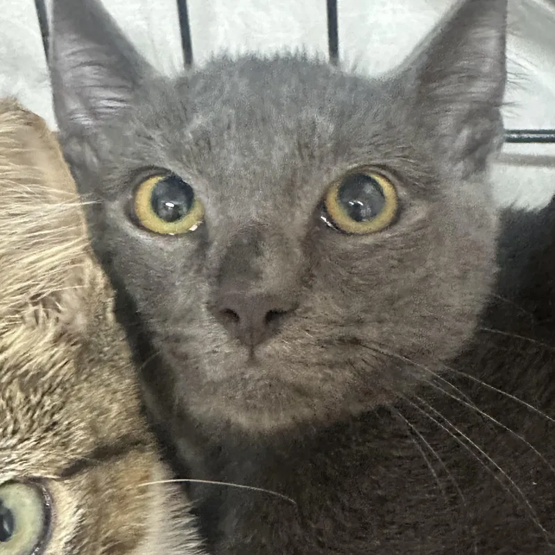 A baby medium-sized male Gray / Blue / Silver Domestic Short Hair cat named Moochie for adoption in Clifton, NJ